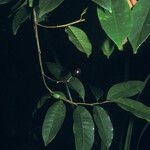 Chrysophyllum argenteum Vrucht