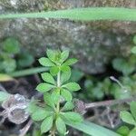 Galium verrucosum पत्ता