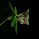 Codonopsis rotundifolia Flower