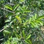 Zanthoxylum clava-herculis Hoja
