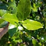 Quillaja saponaria Leaf