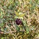 Ophrys sphegodesFlower