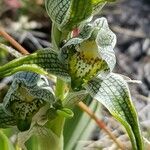 Chloraea magellanica Λουλούδι