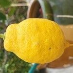 Citrus × limon ഫലം