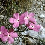 Phlox mesoleuca 花
