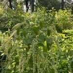 Itea virginica Flower