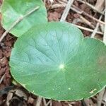 Hydrocotyle verticillata List