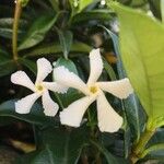 Trachelospermum jasminoidesফুল