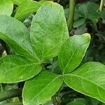 Citrus trifoliata Blad