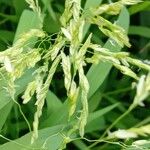 Leersia oryzoides Flower