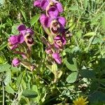 Ophrys tenthredinifera Цвят
