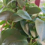 Mandevilla sanderi Leaf