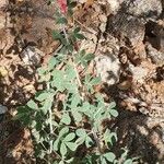 Indigofera spinosa Leaf