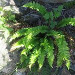 Polystichum lonchitis Лист