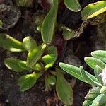 Globularia cordifolia Liść