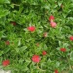 Mesembryanthemum cordifolium Flor