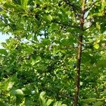Prunus spinosa Кора