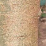 Vachellia seyal Casca