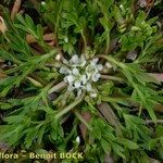 Lepidium coronopus Habit