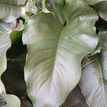 Zantedeschia aethiopica Leaf