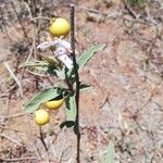 Solanum elaeagnifolium Virág