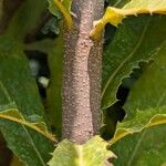 Macadamia tetraphylla Bark