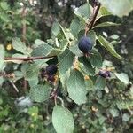 Amelanchier utahensis Leaf