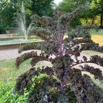 Brassica oleracea Листок