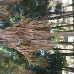 Livistona chinensis Folha