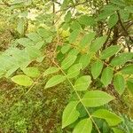 Cassia sieberiana 葉