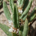 Polygonum raii 葉