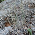 Micromeria graeca Habit