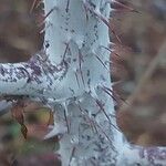 Rubus thibetanus Corteza