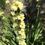 Sisyrinchium striatum Flower