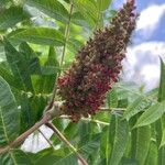 Rhus glabraFlower