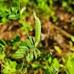 Vicia grandiflora Φρούτο