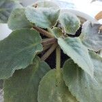 Streptocarpus ionanthus Leaf