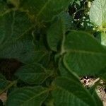 Solanum tuberosum পাতা