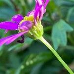 Senecio elegans Flower