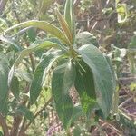 Buddleja myriantha Folha