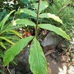 Anaphyllum wightii Leaf