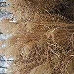 Miscanthus sinensis Mbuma