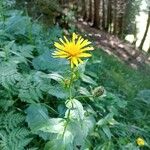 Crepis pontana Flor