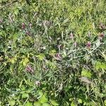 Vicia benghalensis Hábitos