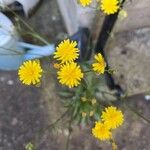 Crepis capillarisCvet