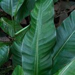 Heliconia stricta Leaf