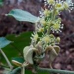 Croton flavens Flower