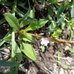 Oxygonum sinuatum অন্যান্য