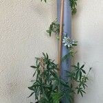 Passiflora edulis Flor