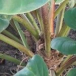 Philodendron melinonii Kora